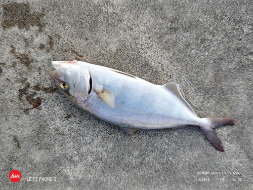 ショゴの釣果