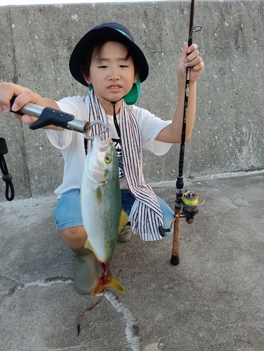 イナダの釣果