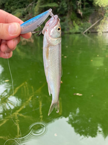 ハスの釣果