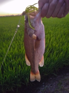 ブラックバスの釣果