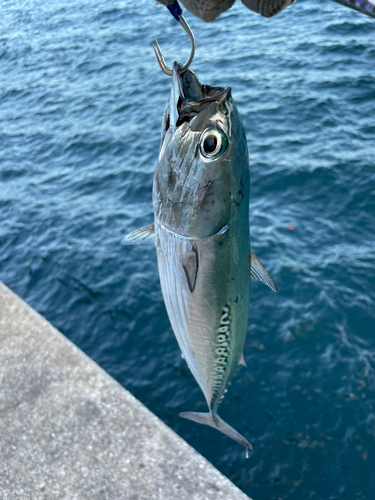 メジカの釣果