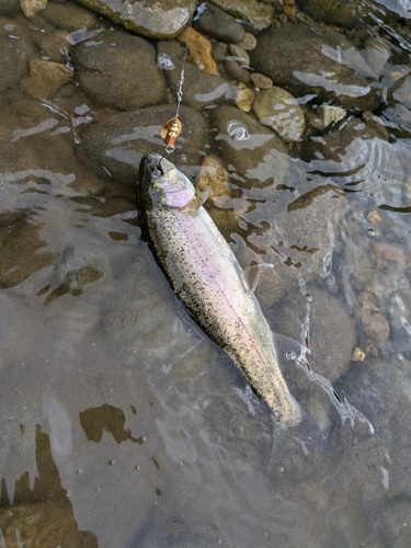 ニジマスの釣果