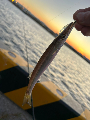 カマスの釣果