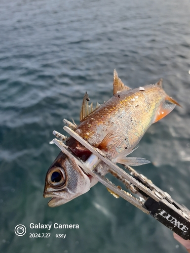 ムツの釣果