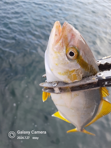 ショゴの釣果