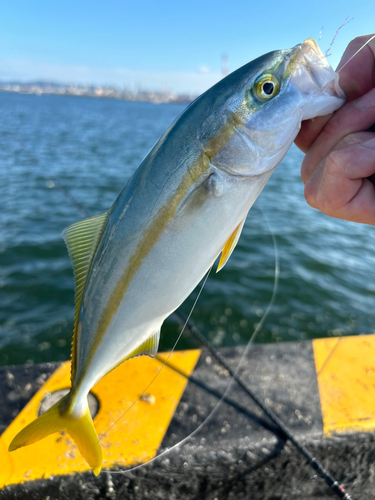 ツバスの釣果