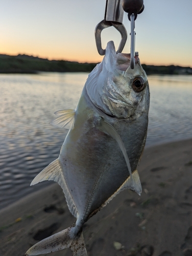 メッキの釣果