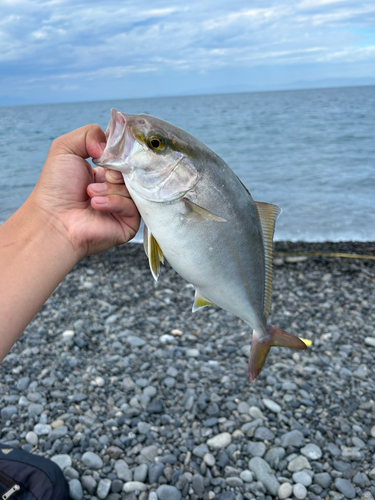 ショゴの釣果