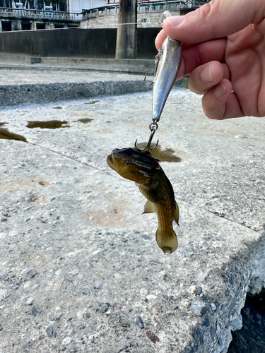 ヨシノボリの釣果