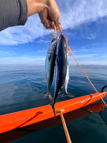 ソウダガツオの釣果