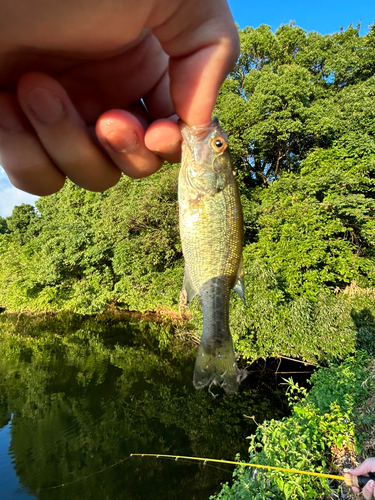 ラージマウスバスの釣果