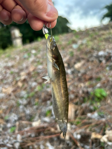 マナマズの釣果