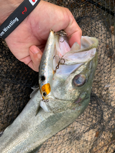 シーバスの釣果