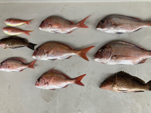 マダイの釣果