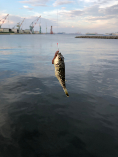 フグの釣果