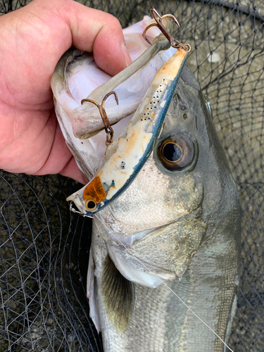 シーバスの釣果