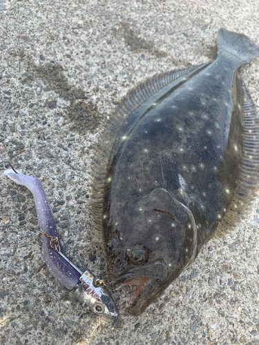 ヒラメの釣果