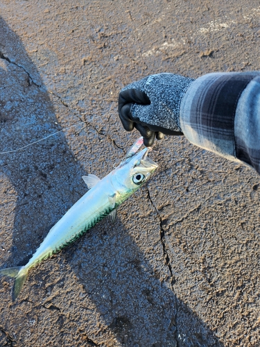 サバの釣果