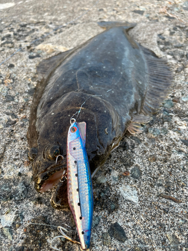 ヒラメの釣果