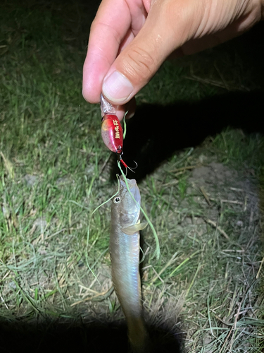 マハゼの釣果