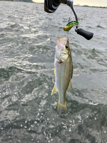 セイゴ（マルスズキ）の釣果