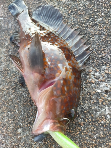 アコウの釣果