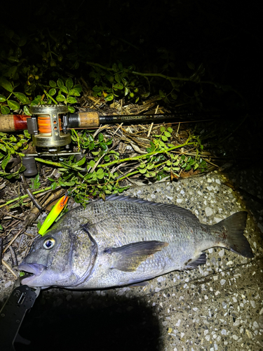 クロダイの釣果