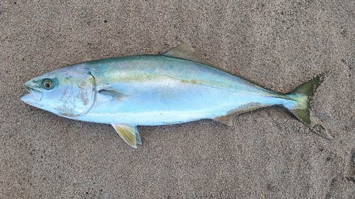 イナダの釣果