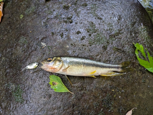 カワムツの釣果