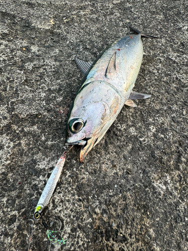 ソウダガツオの釣果