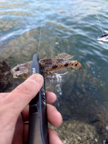 ハゼの釣果