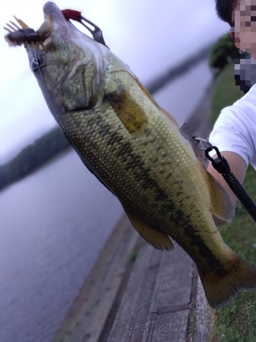 ブラックバスの釣果