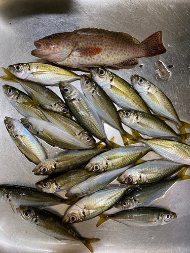 アジの釣果