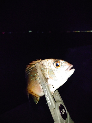 タイの釣果