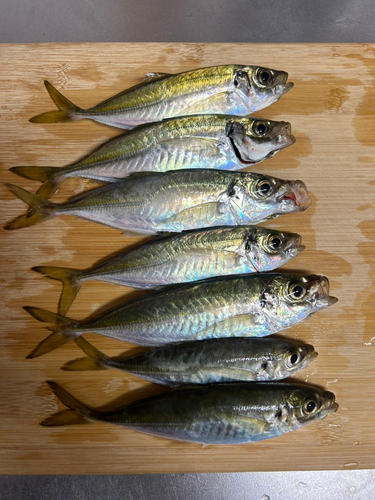 アジの釣果