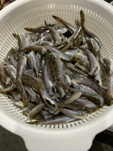 ハゼの釣果