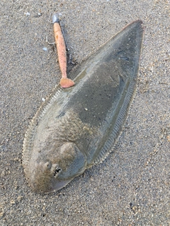 シタビラメの釣果