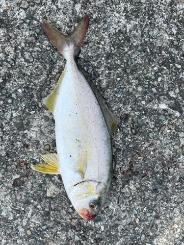 ショゴの釣果