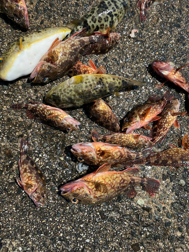 カサゴの釣果