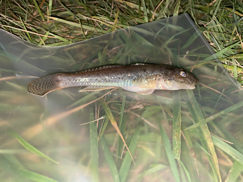 ハゼの釣果