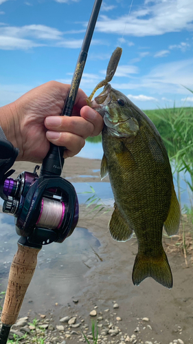 スモールマウスバスの釣果