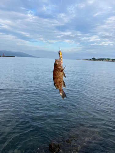 オオモンハタの釣果