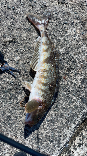 ホッケの釣果