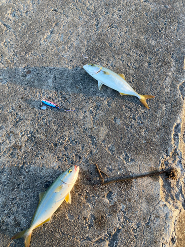 ツバスの釣果