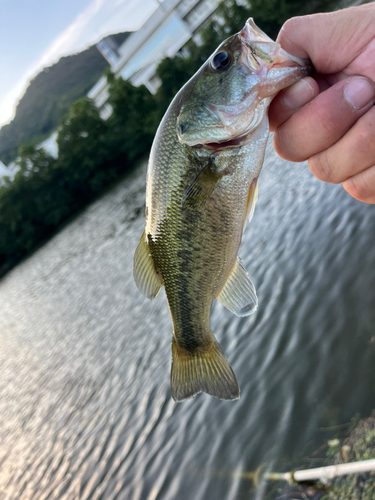 ラージマウスバスの釣果