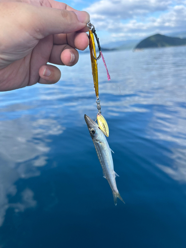 カマスの釣果