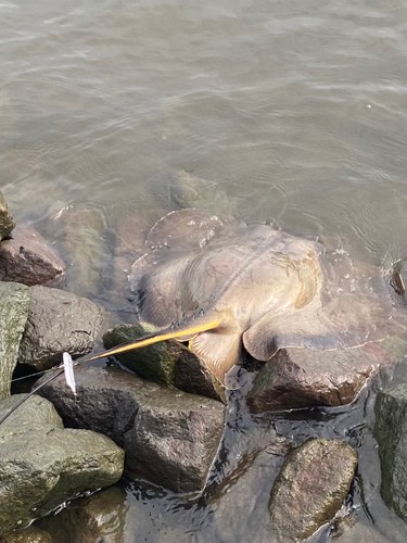 アカエイの釣果