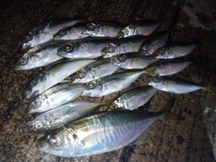 アジの釣果