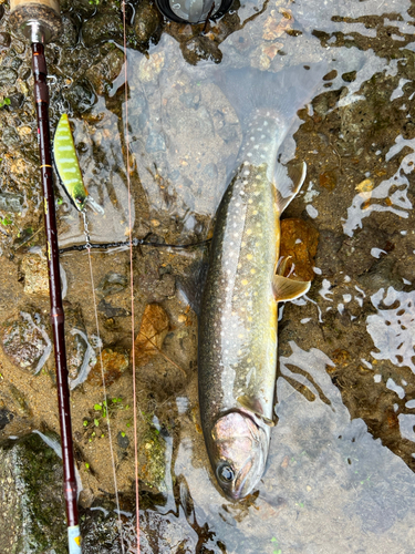 イワナの釣果