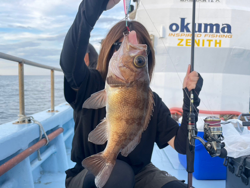 メバルの釣果